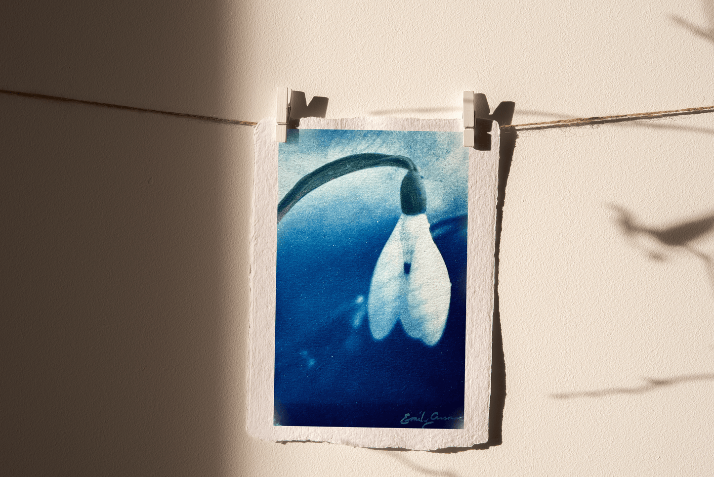 Snow Drop for January (Print)