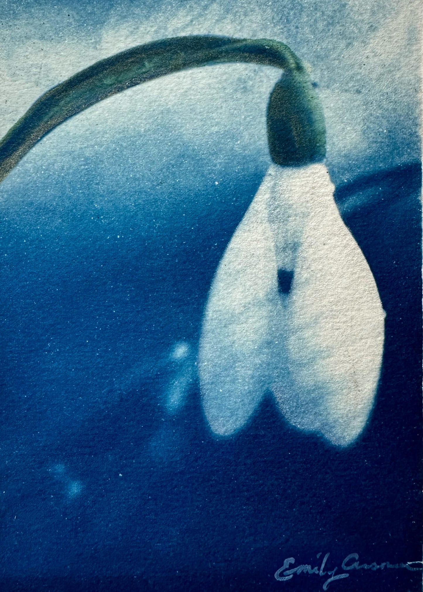 Snow Drop for January (Print)