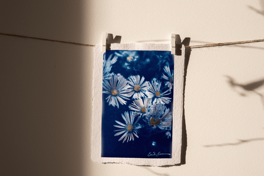 Aster for September